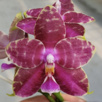 Ορχιδέα Phal. Ailiao Princess Gelb Aroma