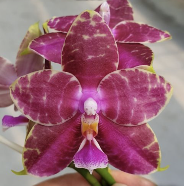 Phal. Ailiao Princess Gelb Aroma 55cm • Ελληνικές Ορχιδέες • Μοναδικές ορχιδέες με στυλ και αρώματα!