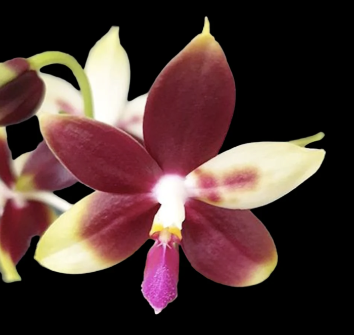 Phal. CTL Ambo Tetralacea × Germaine Vincent var. blue 1782 Aroma 55cm • Ελληνικές Ορχιδέες • Μοναδικές ορχιδέες με στυλ και αρώματα!
