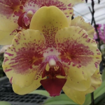 Ορχιδέα Phal. Fangmei A Hot (peloric)