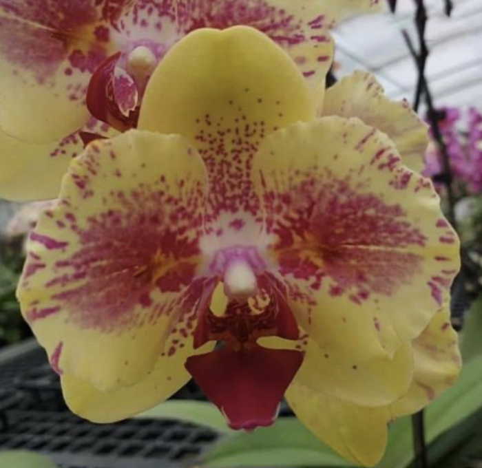 Phal. Fangmei A Hot peloric 75cm • Ελληνικές Ορχιδέες • Μοναδικές ορχιδέες με στυλ και αρώματα!