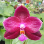 Ορχιδέα Phal. Jungo Cherry 7cm