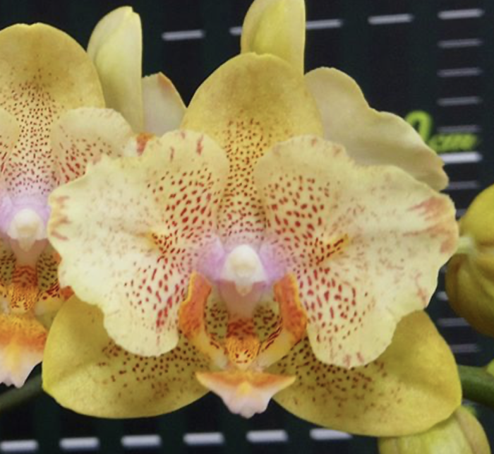 Phal. Little Emperor 560 peloric 2 eyes Aroma 55cm • Ελληνικές Ορχιδέες • Μοναδικές ορχιδέες με στυλ και αρώματα!