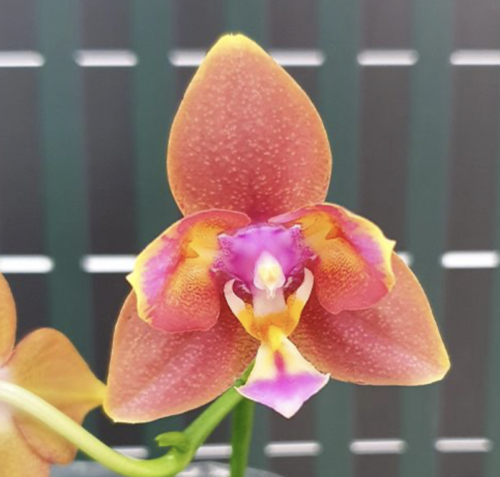 Phal. Meidarland Chambe 3253 peloric Aroma 55cm • Ελληνικές Ορχιδέες • Μοναδικές ορχιδέες με στυλ και αρώματα!