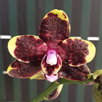 Ορχιδέα Phal. Miki Book Boy