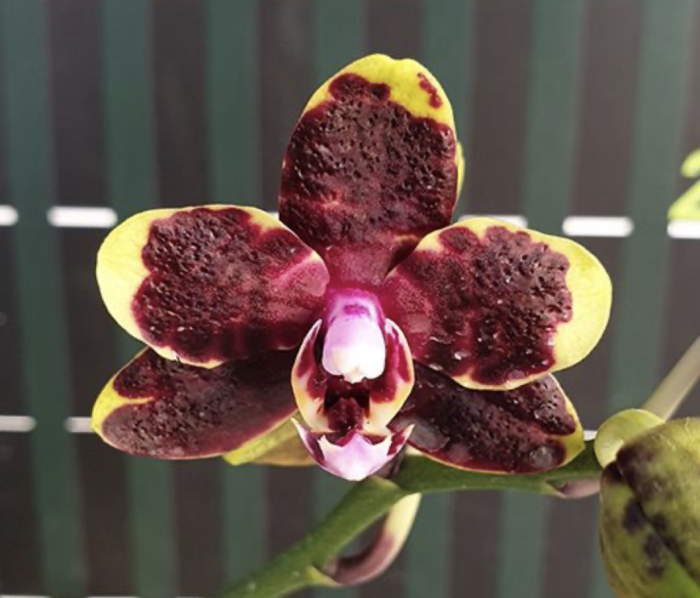 Phal. Miki Book Boy 55cm • Ελληνικές Ορχιδέες • Μοναδικές ορχιδέες με στυλ και αρώματα!