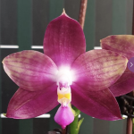 Ορχιδέα Phal. Miki Lola Girl Bear King '666'Aroma