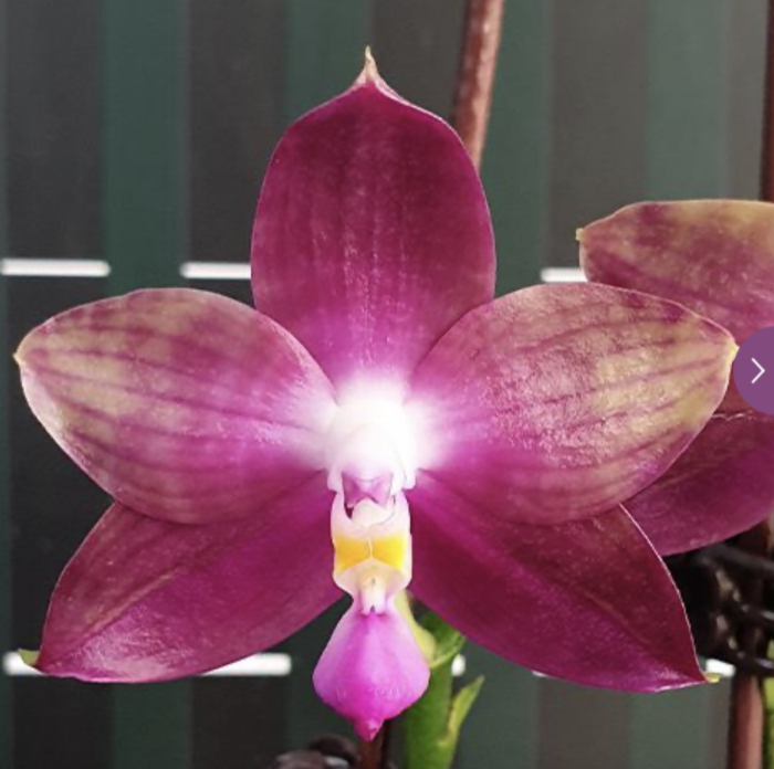 Phal. Miki Lola Girl Bear King 666Aroma 55cm • Ελληνικές Ορχιδέες • Μοναδικές ορχιδέες με στυλ και αρώματα!