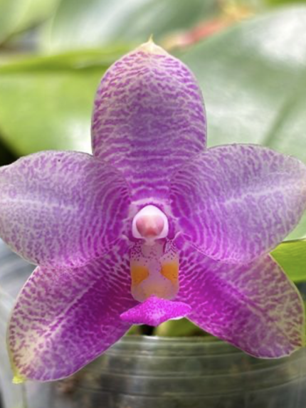 Phal. Miki Mok Choi Bear Queen 710 aroma 55cm • Ελληνικές Ορχιδέες • Μοναδικές ορχιδέες με στυλ και αρώματα!