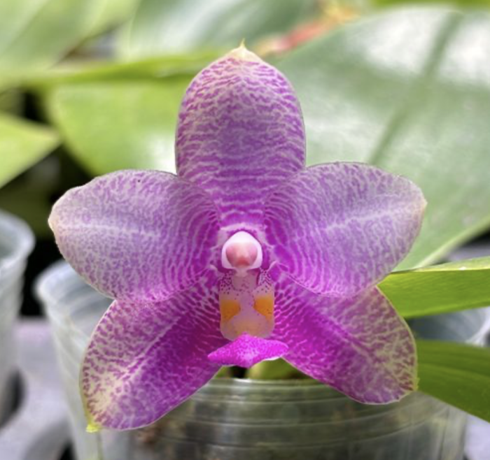 Phal. Miki Mok Choi Bear Queen 710 aroma 55cm • Ελληνικές Ορχιδέες • Μοναδικές ορχιδέες με στυλ και αρώματα!