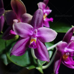 Ορχιδέα Phal. Miki Sabina '595' Aroma