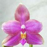 Ορχιδέα Phal. Miki Sabina '757' Aroma