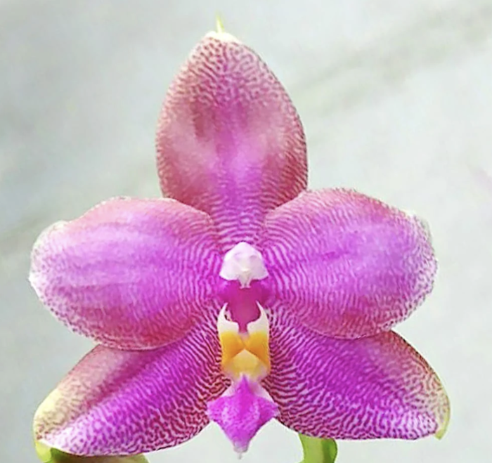 Phal. Miki Sabina 757 Aroma 5 7cm • Ελληνικές Ορχιδέες • Μοναδικές ορχιδέες με στυλ και αρώματα!