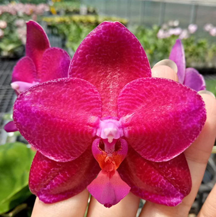 Phal. Mituo King Big Pink Aroma 7cm • Ελληνικές Ορχιδέες • Μοναδικές ορχιδέες με στυλ και αρώματα!