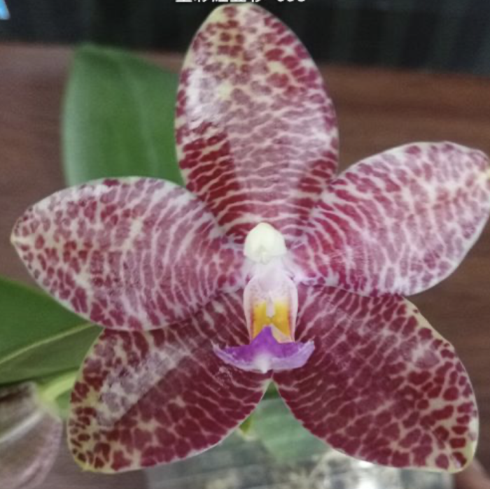 Phal. Mok Choi Yew 693 Aroma 55cm • Ελληνικές Ορχιδέες • Μοναδικές ορχιδέες με στυλ και αρώματα!