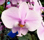 Ορχιδέα Phal. Schilleriana × Sib Aroma 'BIG SIZE' - Image 2