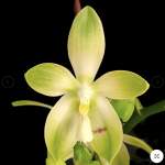 Ορχιδέα Phal. tetraspis 'Wisp' aroma