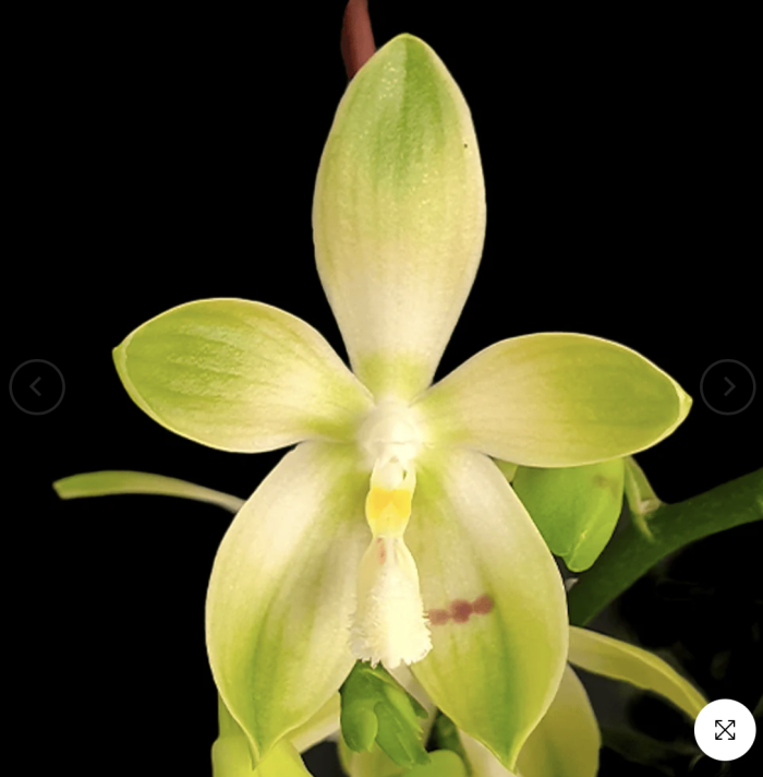 Phal. tetraspis Wisp aroma 55cm • Ελληνικές Ορχιδέες • Μοναδικές ορχιδέες με στυλ και αρώματα!