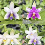 Ορχιδέα Phal. violacea 'Blue' × 'Pink'