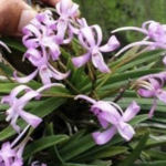 Ορχιδέα V. falcata 'Koto'