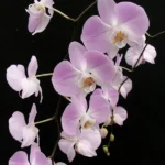 Phalaenopsis - Sanderiana Silver Leaf