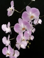 Phalaenopsis - Sanderiana Silver Leaf
