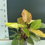 Philodendron Prince of Orange