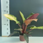 Philodendron Starfire