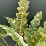 Philodendron Ring of Fire