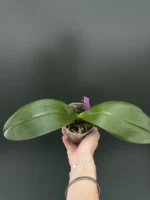 Phalaenopsis GW Green World Snakeskin - Image 2