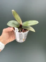 Phalaenopsis - Sanderiana Silver Leaf - Image 2