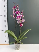 Ορχιδέα Phalaenopsis - Barcelona - Image 2