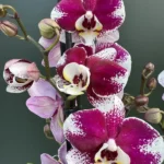 Ορχιδέα Phalaenopsis - Barcelona