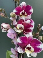 Ορχιδέα Phalaenopsis - Barcelona