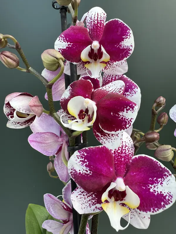 IMG_5282 Ορχιδέα Phalaenopsis - Barcelona - Image 1