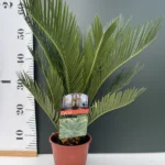 Cycas revoluta