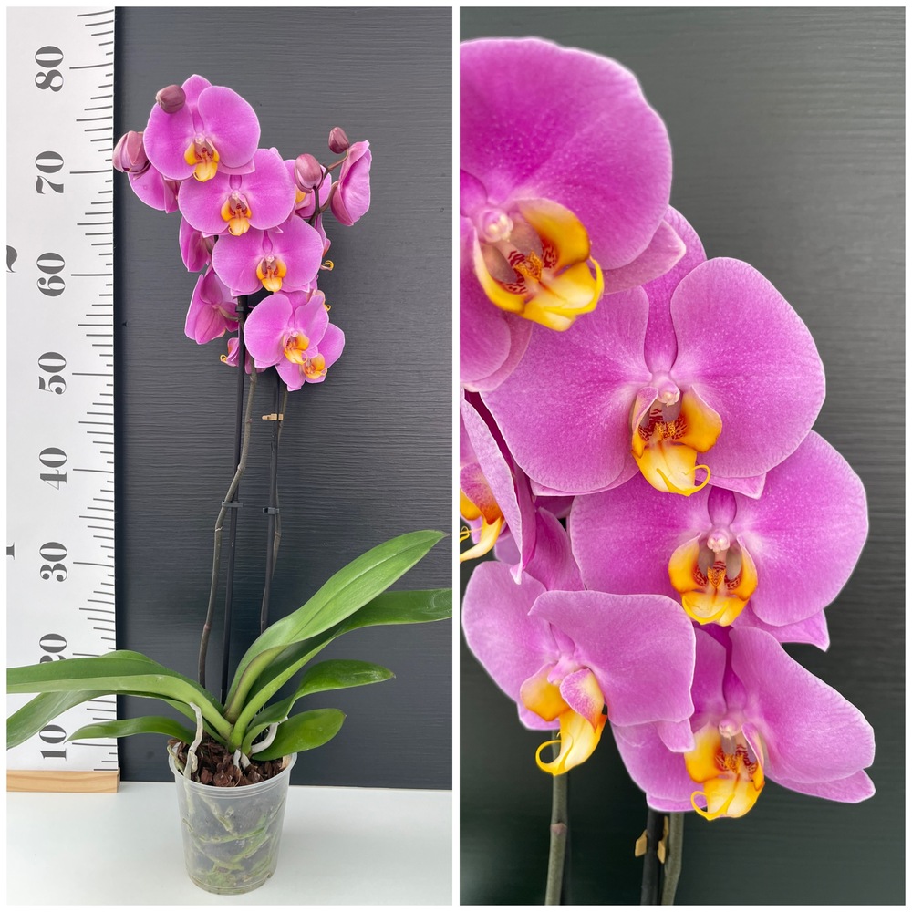 IMG_7288 Ορχιδέα Phalaenopsis Yellow Lip - Image 1