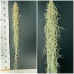 Airplants Tillandsia Usneoides XXL