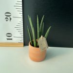 Sansevieria Cylindrica - Κεραμικό κασπώ