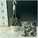Ceropegia woodii Variegata HANG