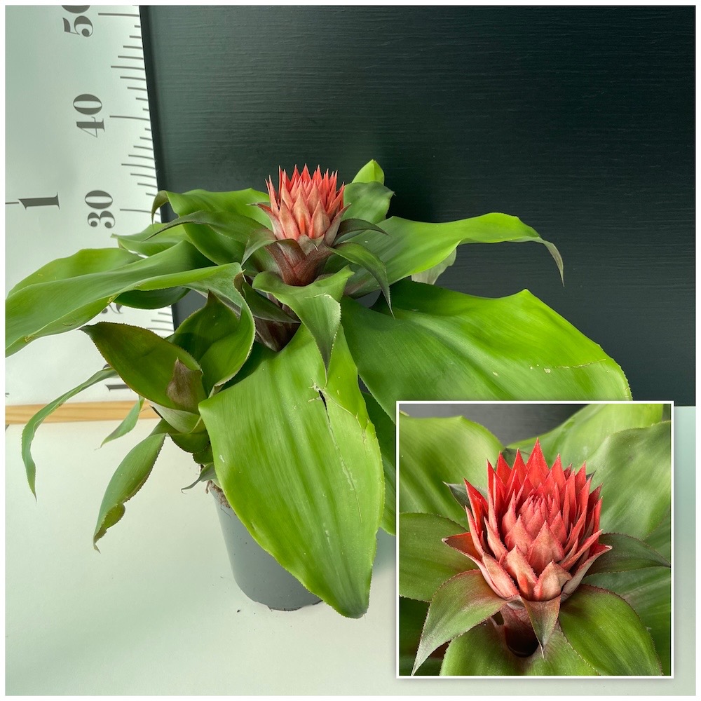 IMG_7527 IMG 7527 • Ελληνικές Ορχιδέες • Μοναδικές ορχιδέες με στυλ και αρώματα!