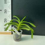 Rnhochovanda Hybrid - mix color