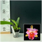 Rlc. Amazing Thailand Rainbow