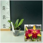 Rlc. Amazing Thailand Red Star