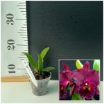 Blc. Chia Lin New City Aroma