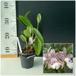 Cattleya Little Quail Bright Island