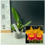 Rlc. Monthatip Gold Nr. 2