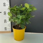 Citrus aurantiifolia - LEMON