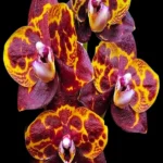 Phalaenopsis GW Green World Snakeskin