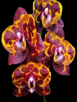 Phalaenopsis GW Green World Snakeskin
